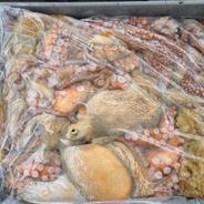 タコ壺漁で捕っている瀬戸内海産マダコ2キロ（1匹から3匹） | 魚介類