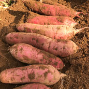 落ち着く甘さ♪紅はるか3kg 3kg 果物や野菜などのお取り寄せ宅配食材通販産地直送アウル
