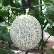 熊本の新じゃがいも(メークイン)5kg 農薬・肥料不使用 ｜ 野菜
