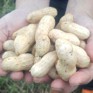 鹿児島産】甘塩生落花生箱込み5キロ^_^ ｜ 野菜/豆類 産直アウル 農家
