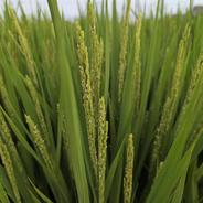 令和7年産 きぬむすめ 玄米 30kg ｜ 米・穀物/玄米 産直アウル 農家