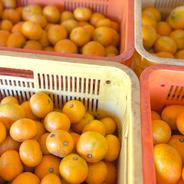 【5周年限定】愛媛みかん 訳あり 8kg  新口農園 愛媛県川上産【500g増量】 訳あり みかん 8.5kg 果物や野菜などのお取り寄せ宅配食材通販産地直送アウル