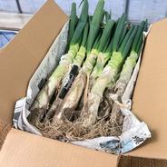 今が旬！お蚕さまも手伝う泥付き長ねぎ（2L～3L 30本） | 野菜/ねぎ