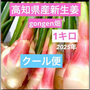 高知県産　朝採れ新生姜レシピ付き　クール便1キロ 新生姜1キロ 果物や野菜などのお取り寄せ宅配食材通販産地直送アウル