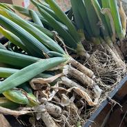 訳ありSサイズ】固定種ネギ『下仁田ネギ』(20本) Sサイズ | 野菜/ねぎ