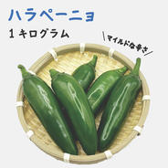 ハバネロ 約50g 宮崎産 完熟 フレッシュ 激辛 収穫後農園から直送