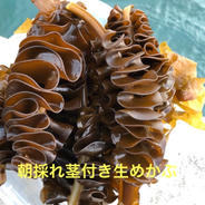 朝採れ茎付き生めかぶ　1.5kg以上のお詰め込み（kg/5〜7本） 1.5kg 果物や野菜などのお取り寄せ宅配食材通販産地直送アウル