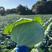 訳あり】長なす2kg（家庭用・茨城県産） ｜ 野菜/茄子 産直アウル 農家