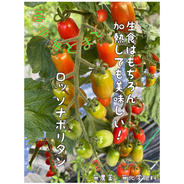 地中海とまと ロッソナポリタン【ヘタなし】2kg 2kg 果物や野菜などのお取り寄せ宅配食材通販産地直送アウル