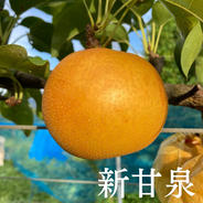 鳥取県産　こばやし農園の新甘泉　2キロ 2.0kg 果物や野菜などのお取り寄せ宅配食材通販産地直送アウル