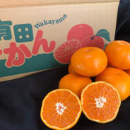 『丹生系みかん』マルシオレンジFARM自慢の高糖度！蔵出しみかん🍊 5k 2Lサイズ 果物や野菜などのお取り寄せ宅配食材通販産地直送アウル
