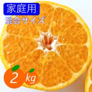 果肉はじける プチプチはるみ 5kg（箱込み） はるみみかん ｜ 果物