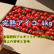 当日朝採り・冷蔵便】甘さが弾けるミニトマト クリーンなハウス水耕