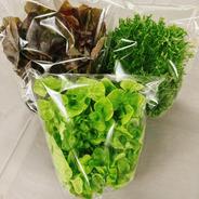 【農薬不使用】至宝のレタスお試しパック(サラダ約8食分）｜硝酸態窒素大幅カット 300g以上 果物や野菜などのお取り寄せ宅配食材通販産地直送アウル