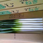 長ネギ 5k Sサイズサイズ ｜ 野菜/ねぎ 産直アウル 農家・漁師など生産