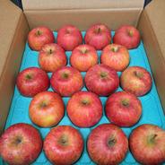 熟成進む[サンふじ]2Lサイズ大玉14個入 年明けリンゴは秋田県横手市産