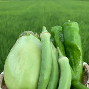 HOLLYFARMお試し夏野菜セット3品　白ナス・甘とう美人・オクラ 白ナス2〜3個・甘とう美人15本・オクラ5〜10本 果物や野菜などのお取り寄せ宅配食材通販産地直送アウル