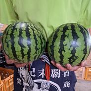 熊本県産 高級 すいか 西瓜 大玉 金色羅皇 黄色 2玉入り 2L サイズ 1玉