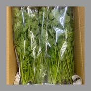 選ばれし若穫りパクチー 3kg ｜ 野菜/ハーブ 産直アウル 農家・漁師