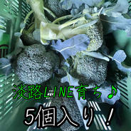ブロッコリーモリモリ満点♪Lサイズ〜3Lサイズ 5個 果物や野菜などのお取り寄せ宅配食材通販産地直送アウル