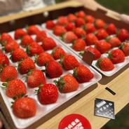 朝採れ当日発送！42玉4パック！夏秋いちご 青森県産 すずあかね 苺 夏