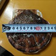 関東、信越地方の方限定です。野付産超特大ホタテ12キロ 12キロ 果物や野菜などのお取り寄せ宅配食材通販産地直送アウル