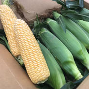 令和7年度産 新米 ふさおとめ玄米30キロ ｜ 米・穀物/玄米 産直