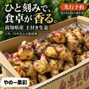 土付き新生姜4kg｜香る食卓、明日も笑顔｜高知県産｜たっぷり仕込み