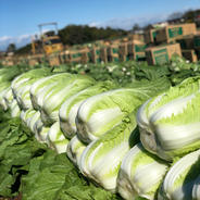 【常温】たっぷり白菜 白菜４個 果物や野菜などのお取り寄せ宅配食材通販産地直送アウル