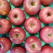 りんごサンふじ　12玉〜18玉　信州上田産 約5kg　12玉〜18玉 果物や野菜などのお取り寄せ宅配食材通販産地直送アウル
