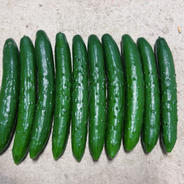 高知県産きゅうり20kg約200本入 ｜ 野菜/きゅうり 産直アウル 農家