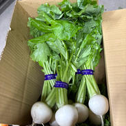 ちょっと小ぶりなセロリ500g～600gのセロリ2株入りです ｜ 野菜
