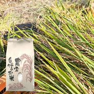 奈良県産】マコモの生葉 1kg □刈り取ったその日に発送します ｜ 花