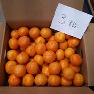 ちぃちゃな、ちぃちゃな、うちの『ゆら早生🍊』2.8キロ(60玉前後) 2.8キロ(60玉前後) 果物や野菜などのお取り寄せ宅配食材通販産地直送アウル