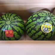 山形県産　すいか　羅皇ザ・スウィート　金色羅皇　Lサイズ　家庭用　食べ比べセット 羅皇ザ・スウィート1玉、金色羅皇1玉 果物や野菜などのお取り寄せ宅配食材通販産地直送アウル