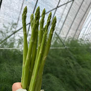 アスパラガス1.2キロ アスパラガス 果物や野菜などのお取り寄せ宅配食材通販産地直送アウル