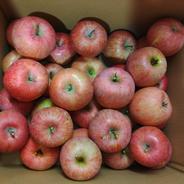 ちゃんこ岩手県産 ご家庭用2箱20kg 完熟サンふじ大玉・中玉 家庭用のりんご🍎サンふじ🍎大玉～中玉サイズ14玉入り ｜ 果物