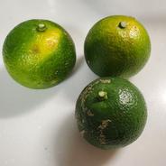 露地へべす(黄色) 約3キロ | 果物/香酸柑橘(ライム・レモン等) 産直