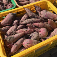猪野農園の紅はるか3kg 千葉県産 農薬・化学肥料不使用 3kg 果物や野菜などのお取り寄せ宅配食材通販産地直送アウル