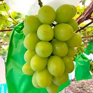 専用 同梱品 クイーンニーナ中房800g+クイーンマスカット 粒2パック