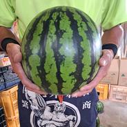 山形県産 すいか 羅皇ザ・スウィート 金色羅皇 Lサイズ 家庭用 食べ