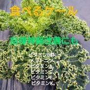 🉐撤去の際の収穫です🙏[60ｻｲｽﾞ]食べるｹｰﾙたっぷり＆葉ﾈｷﾞ 約1kg位 果物や野菜などのお取り寄せ宅配食材通販産地直送アウル