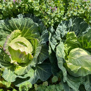 春キャベツ　6玉 6玉 果物や野菜などのお取り寄せ宅配食材通販産地直送アウル
