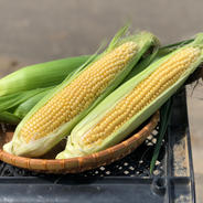 《北海道産》採れたて！とうもろこし10本(L,2L混合) とうもろこし10本 果物や野菜などのお取り寄せ宅配食材通販産地直送アウル