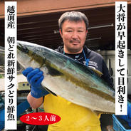 越前ぐみざき定置網産の朝どれ！大将おまかせ鮮魚さくどり2〜3人前 鮮魚2〜3人前 果物や野菜などのお取り寄せ宅配食材通販産地直送アウル