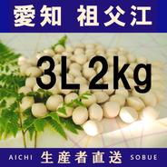2026年新物！ 愛知県 祖父江産 藤九郎 銀杏 ぎんなん 4L 1.5kg ☆秋の