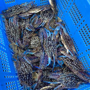 激レア　子株　アガベ梭子蟹　ワタリガニ　台湾アガベ　台湾趣味家 激レア 子株 アガベ梭子蟹 ワタリガニ 台湾アガベ 台湾趣味家