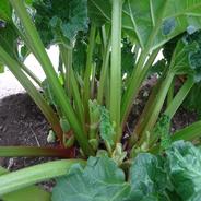 グリーンルバーブ・ホルスタイン（生茎１kg） １キロｇ 果物や野菜などのお取り寄せ宅配食材通販産地直送アウル