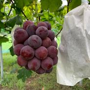 岡山県産の大粒種無しピオーネ！約1ｋｇ（2房） ぶどう２房 果物や野菜などのお取り寄せ宅配食材通販産地直送アウル
