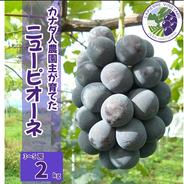 【カナダ人農園主の真心を込めた】ニューピオーネ約2ｋｇ ニューピオーネ約２ｋｇ 果物や野菜などのお取り寄せ宅配食材通販産地直送アウル
